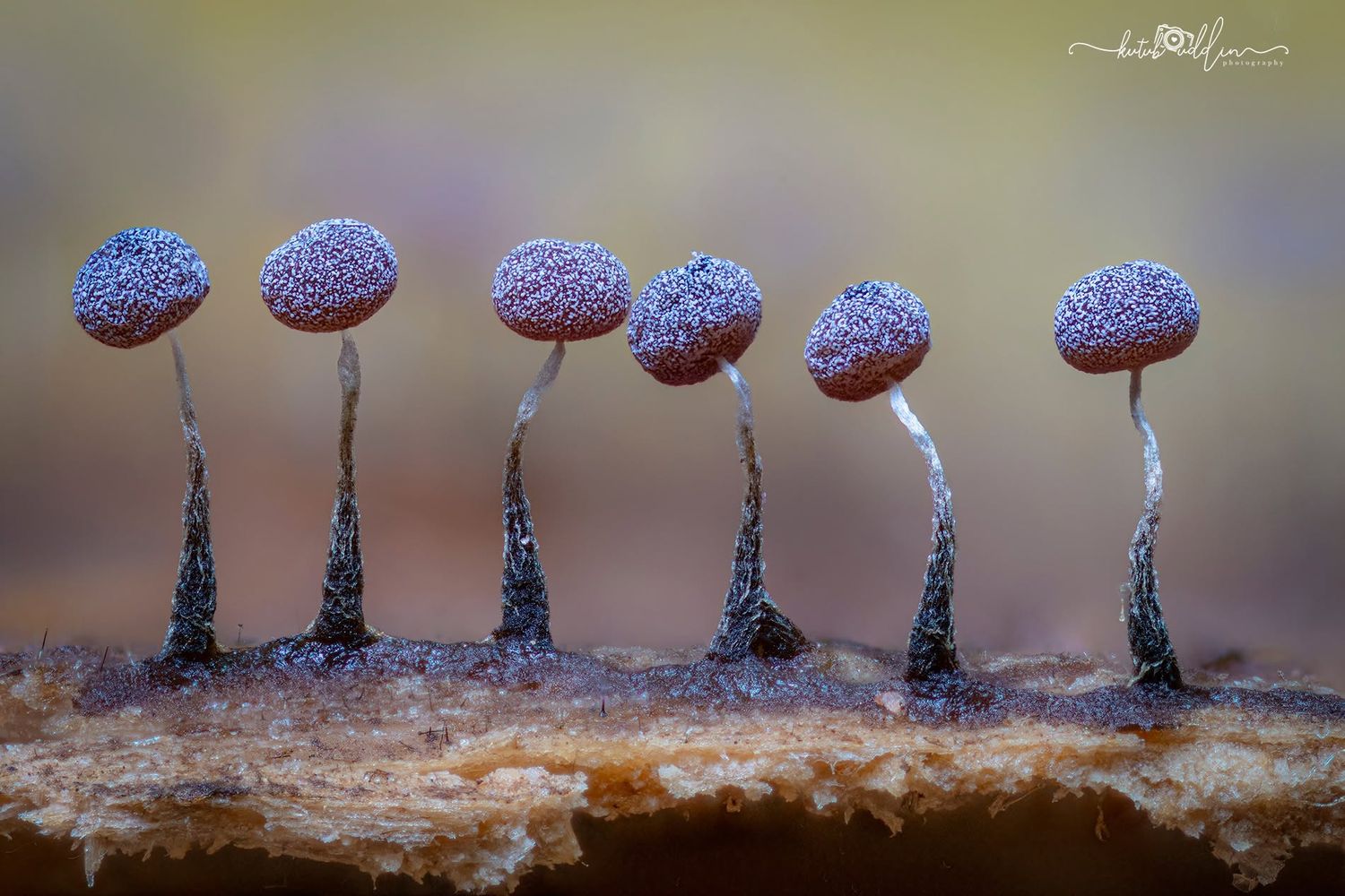 Macro photo of tiny mushrooms with round speckled caps on slender dark stems growing on wood.