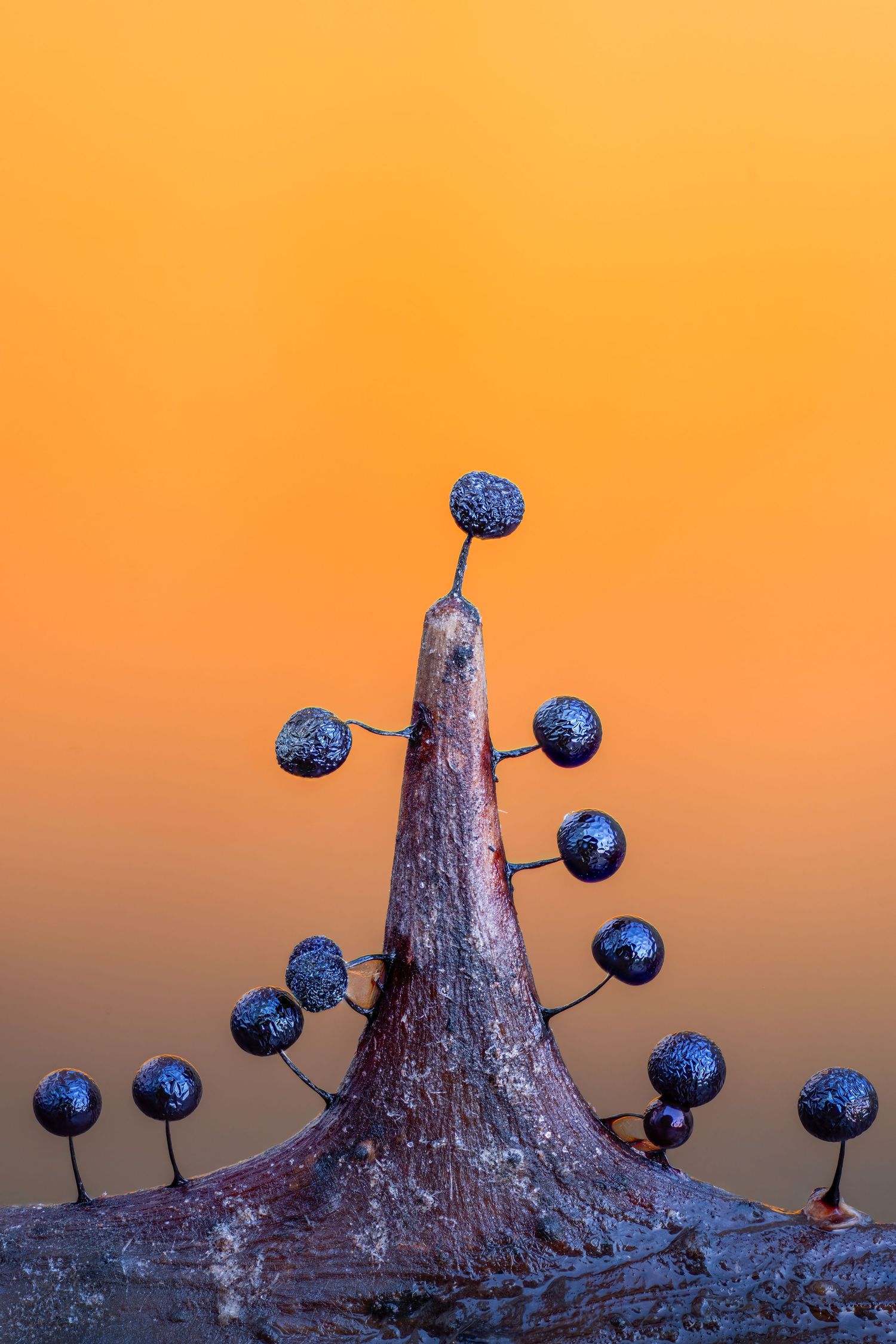 Macro photo of a slime mold sporangia against a vibrant orange gradient background, showcasing intricate blue spherical spore heads.