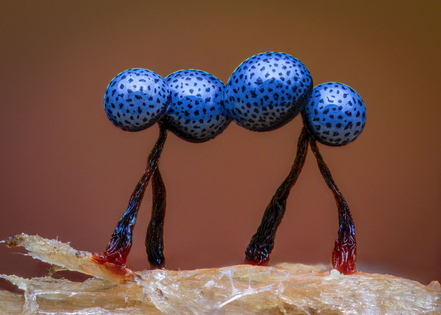 Kutub Uddin world’s  best slime molds, macro, fungi/mushroom photographer. join his photography workshops.  Online and on field workshops.