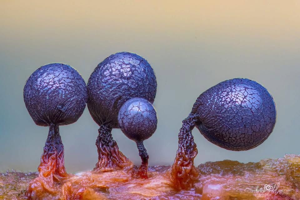 Close-up macro photo of dark purple slime mold sporangia with textured caps on red stalks against a soft blue background.