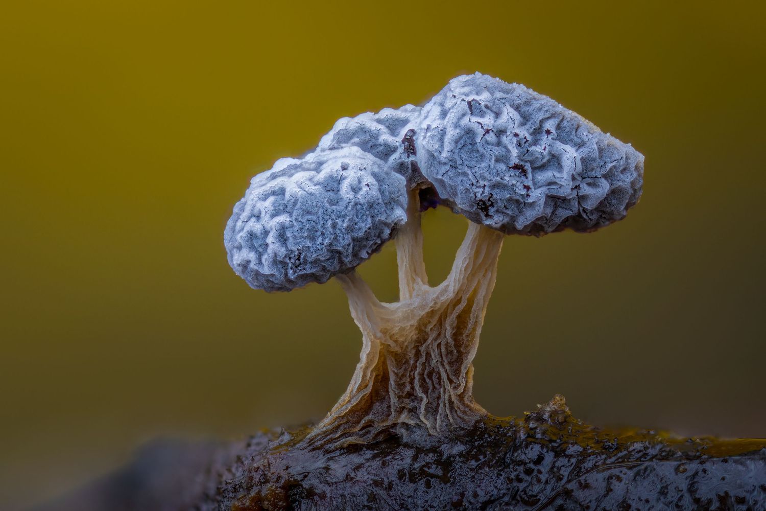 Kutub Uddin world’s  best slime molds, macro, fungi/mushroom photographer. join his photography workshops.  Online and on field workshops.