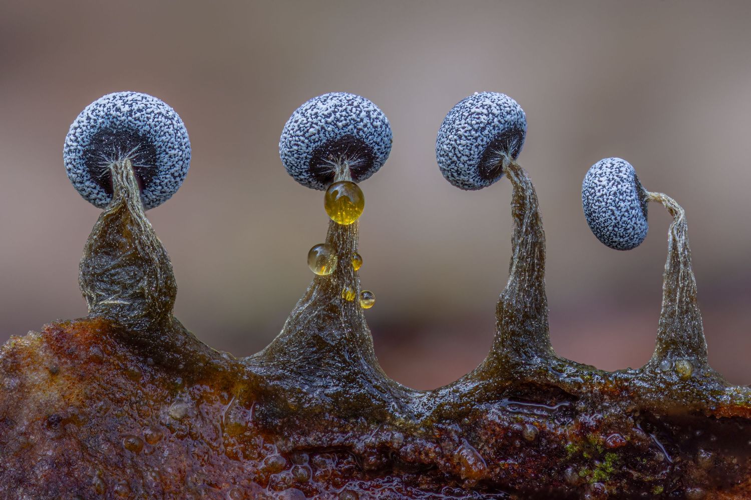 Kutub Uddin world’s  best slime molds, macro, fungi/mushroom photographer. join his photography workshops.  Online and on field workshops.