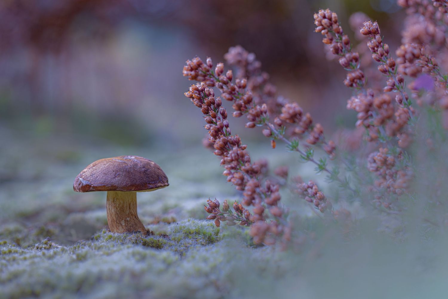 A solitary brown mushroom grows among soft pink heather flowers on a mossy forest floor in dreamy bokeh light.
