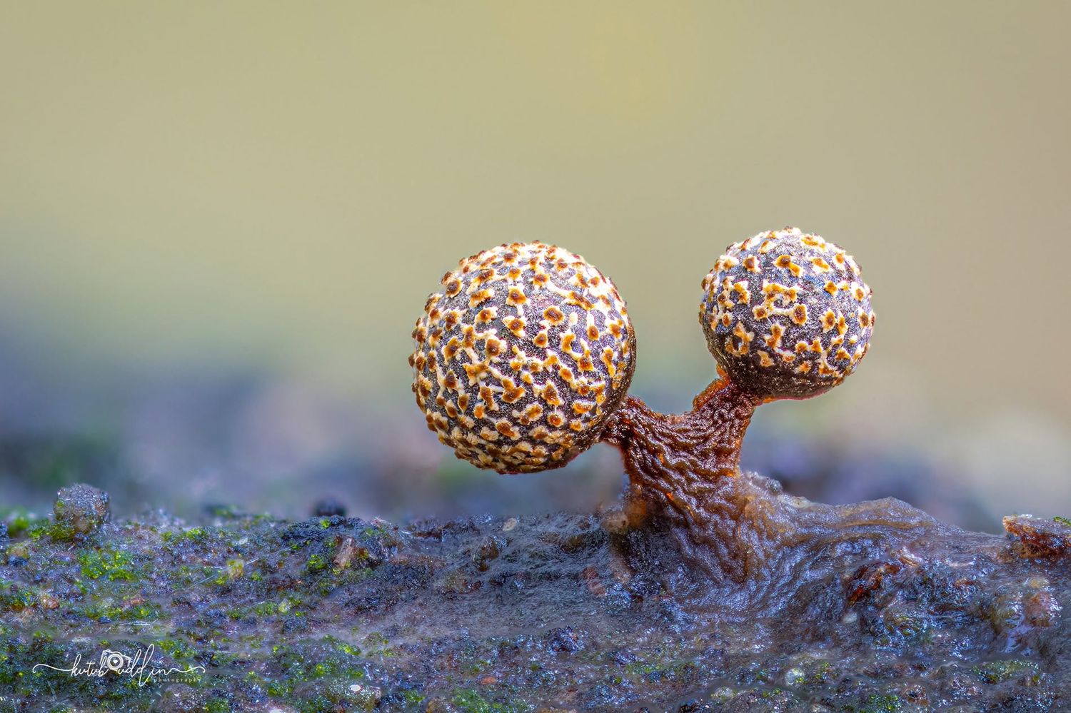Two golden-brown slime mold sporangia on textured stalks against a soft green background.
