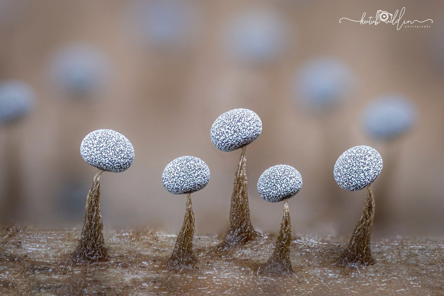 Close-up macro photo of tiny blue-gray mushrooms with textured caps growing on wood in soft bokeh background.