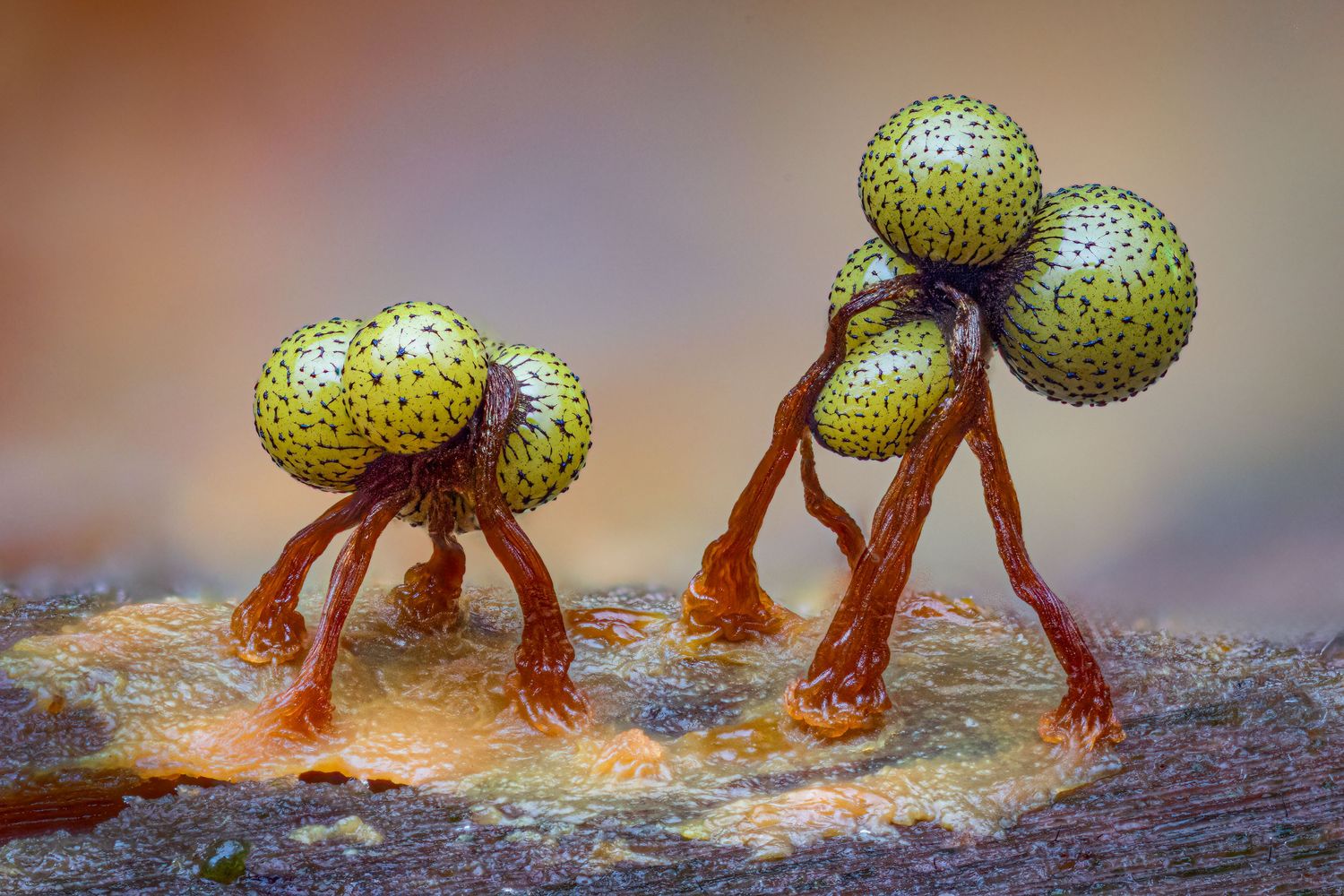 Kutub Uddin world’s  best slime molds, macro, fungi/mushroom photographer. join his photography workshops.  Online and on field workshops.