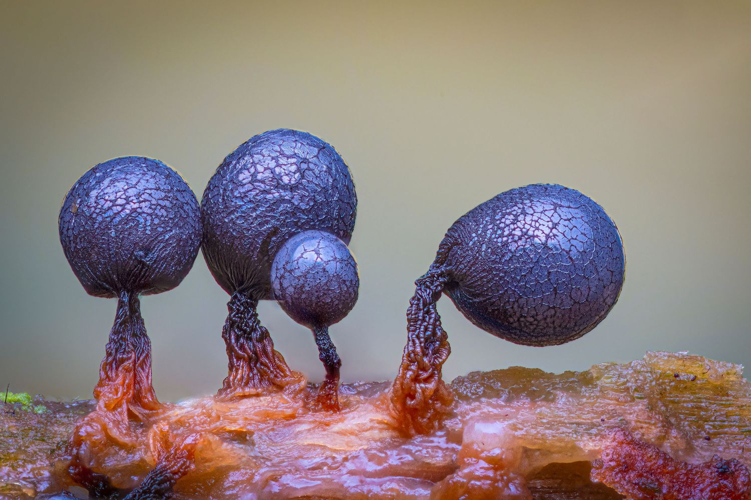 Kutub Uddin world’s  best slime molds, macro, fungi/mushroom photographer. join his photography workshops.  Online and on field workshops.