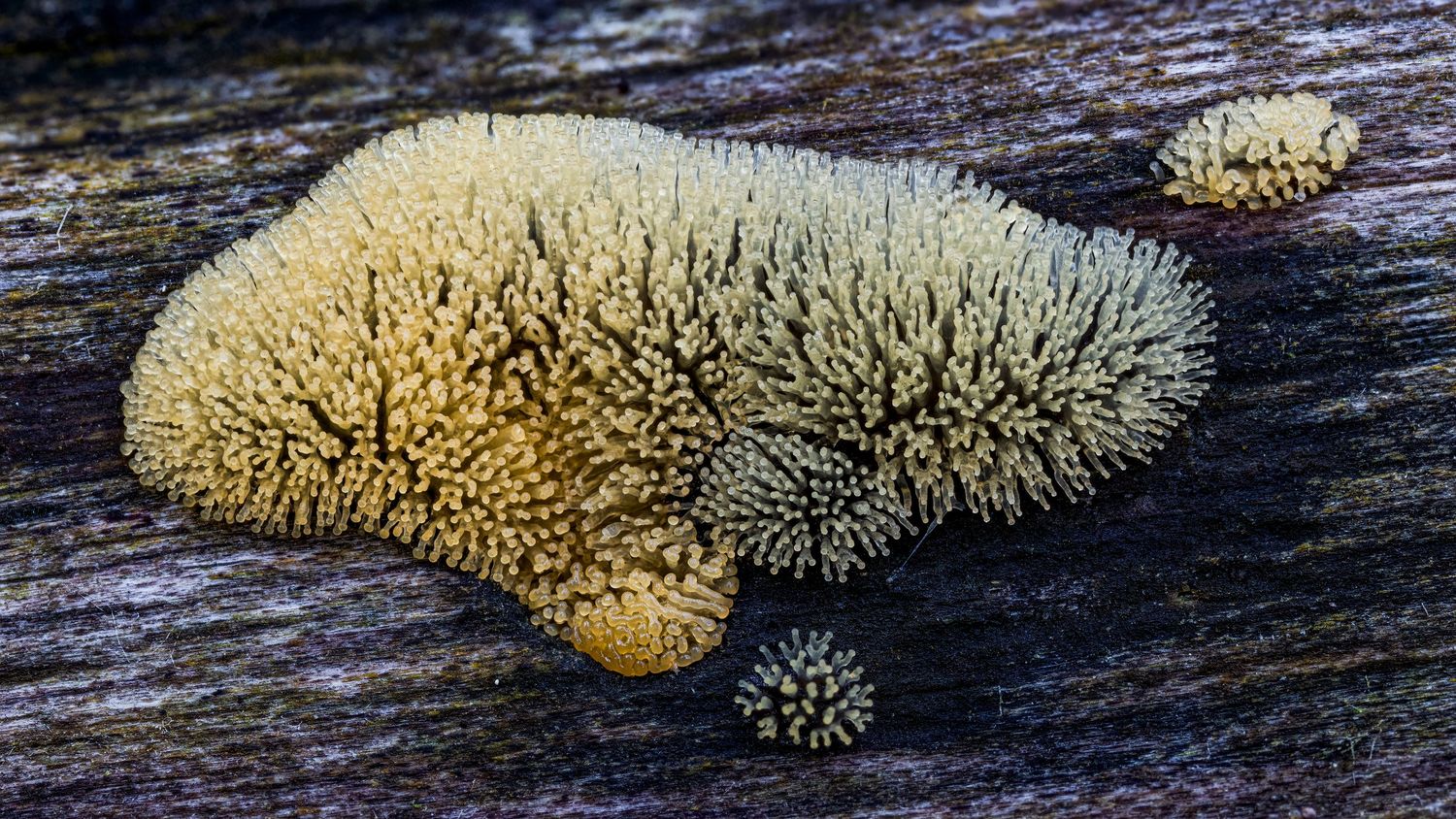 Kutub Uddin world’s  best slime molds, macro, fungi/mushroom photographer. join his photography workshops.  Online and on field workshops.