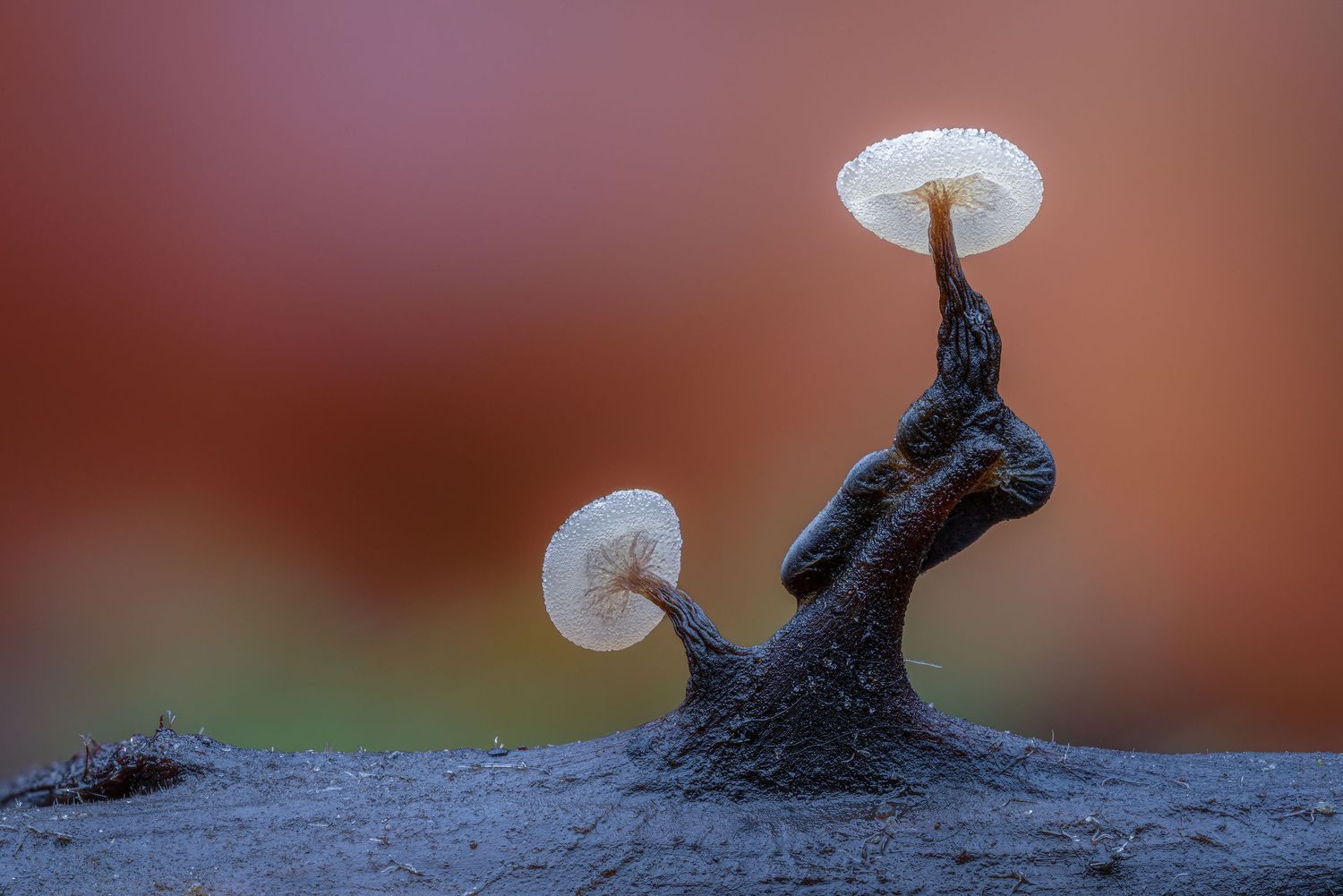 Kutub Uddin world’s  best slime molds, macro, fungi/mushroom photographer. join his photography workshops.  Online and on field workshops.