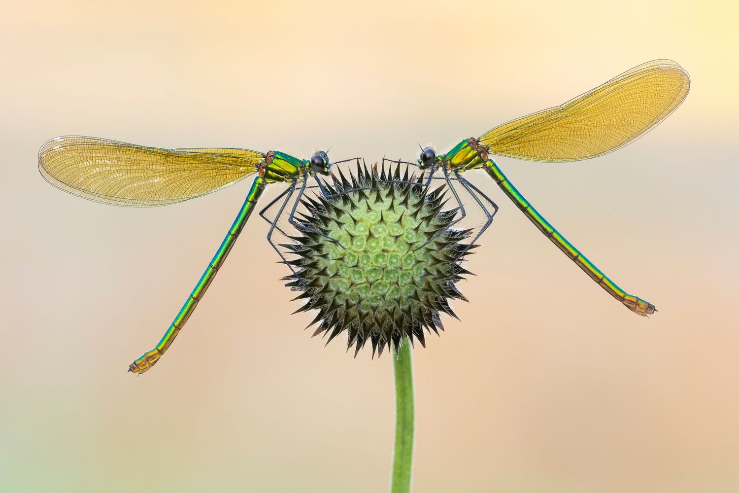 Dragonfly and damselfly photography, macro workshops, slime molds workshops, Kutub Uddin best macro photographer. Online and on field worksh