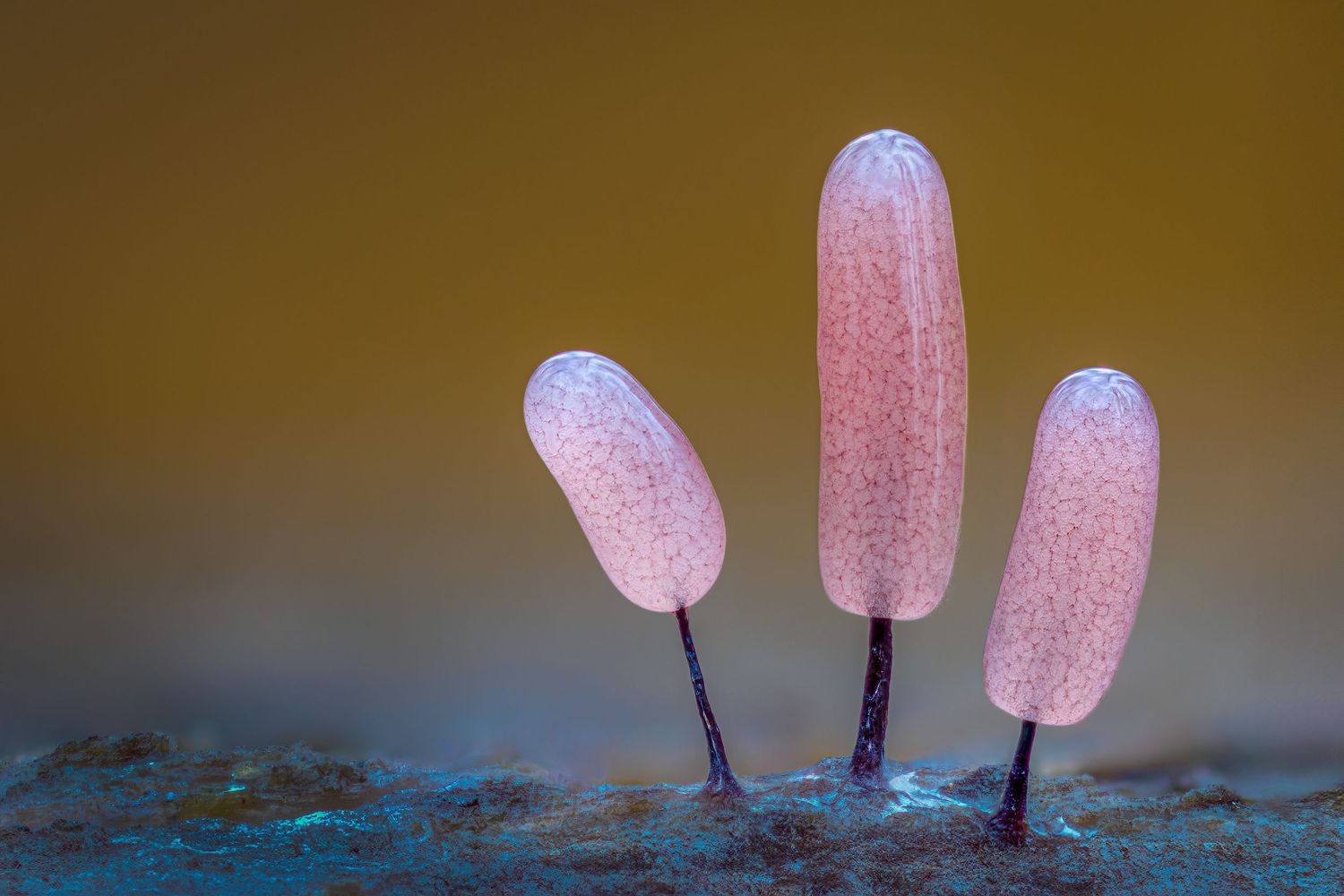Kutub Uddin world’s  best slime molds, macro, fungi/mushroom photographer. join his photography workshops.  Online and on field workshops.