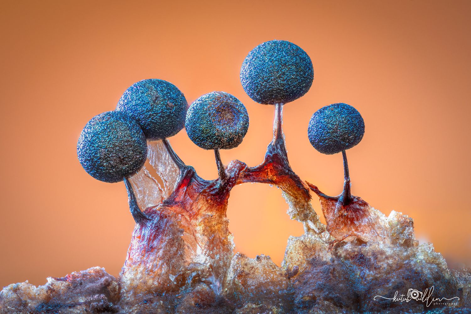 Kutub Uddin world’s  best slime molds, macro, fungi/mushroom photographer. join his photography workshops.  Online and on field workshops.