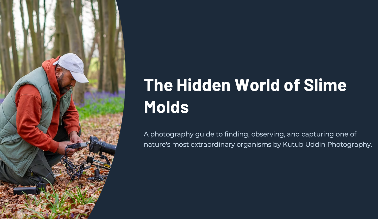 Slime molds photography online workshops, macro photography workshops, field workshops.