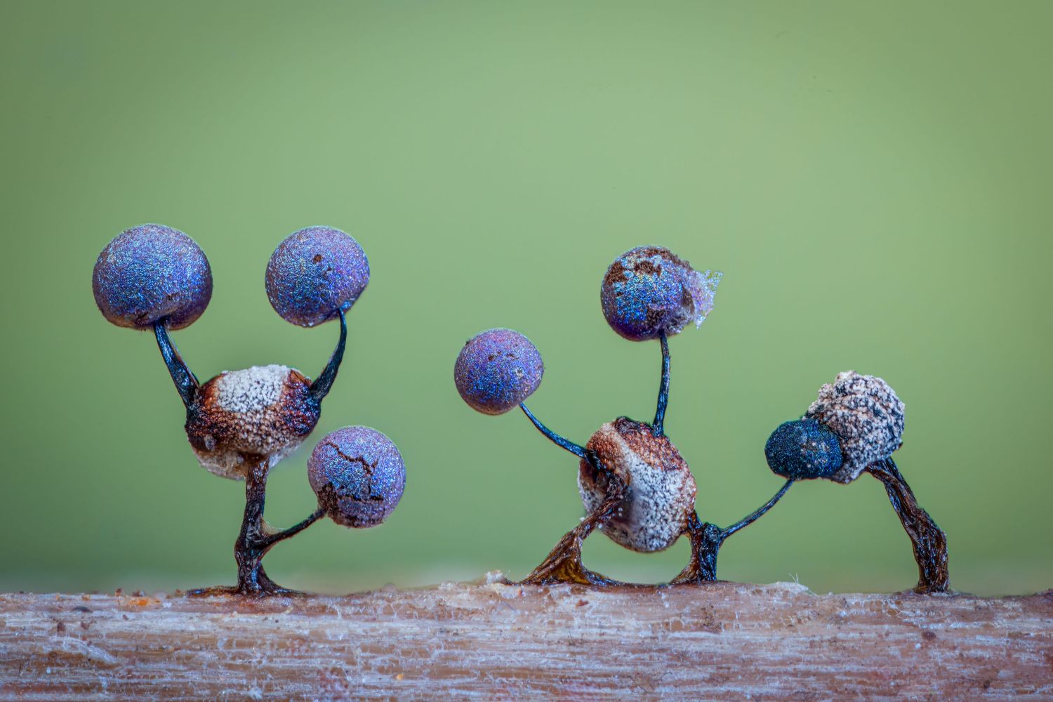 Tiny blue spherical fungi on slender stalks resembling miniature aliens against a green background.