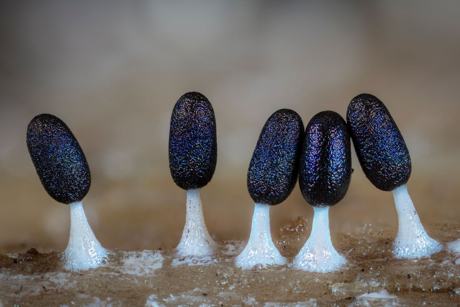 Five iridescent black mushrooms with white stems grow in a row, displaying a stunning rainbow shimmer effect.