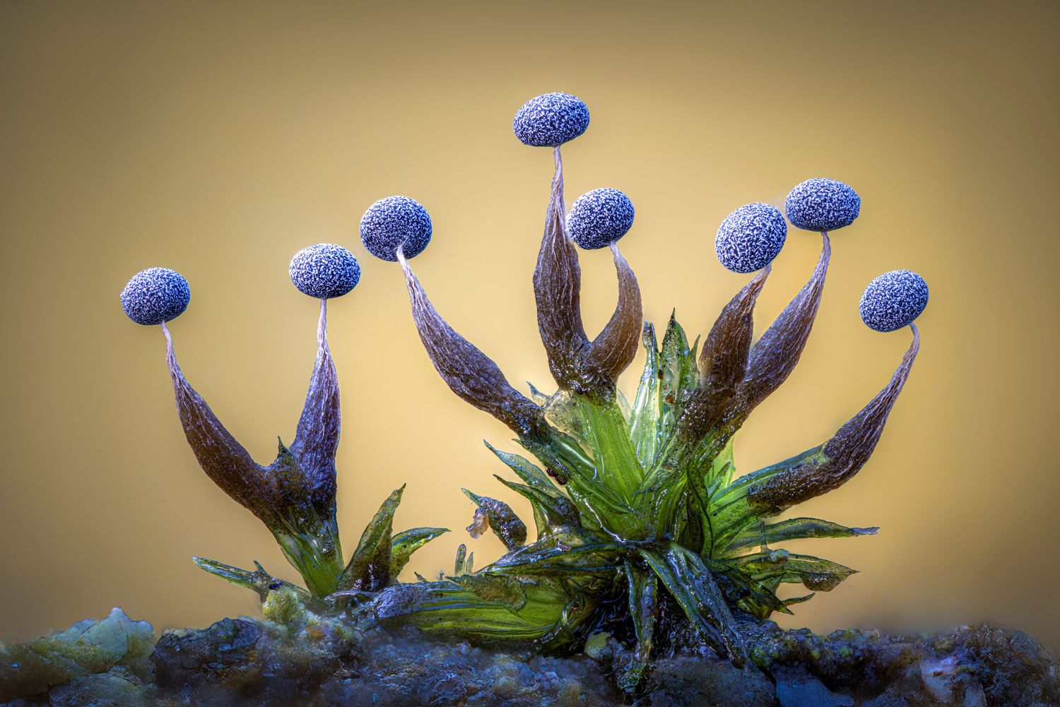 Close-up of blue spherical fungi growing on brown stalks among green moss against a warm golden background.