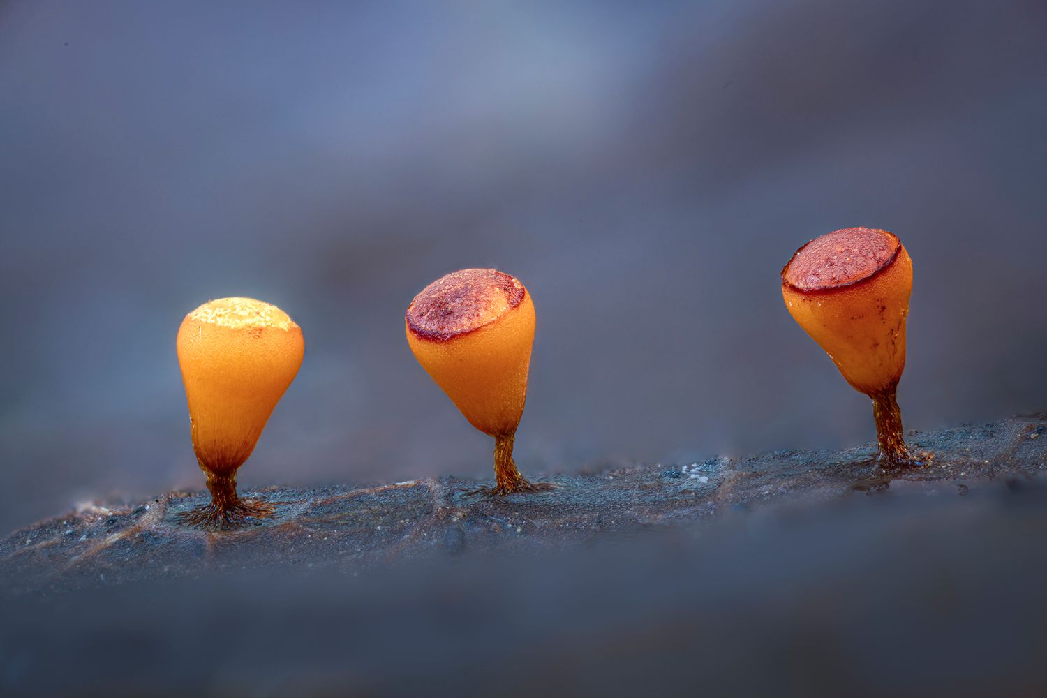 Kutub Uddin world’s  best slime molds, macro, fungi/mushroom photographer. join his photography workshops.  Online and on field workshops.