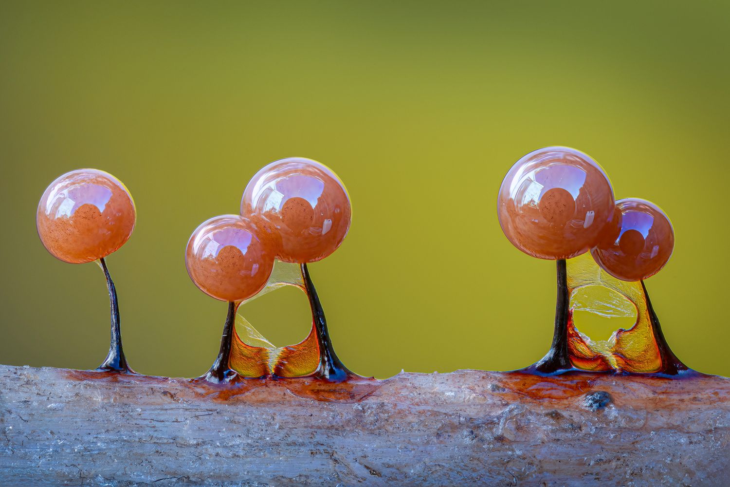 Slime molds photography. Macro photography, Best UK macro and slime molds photographer.