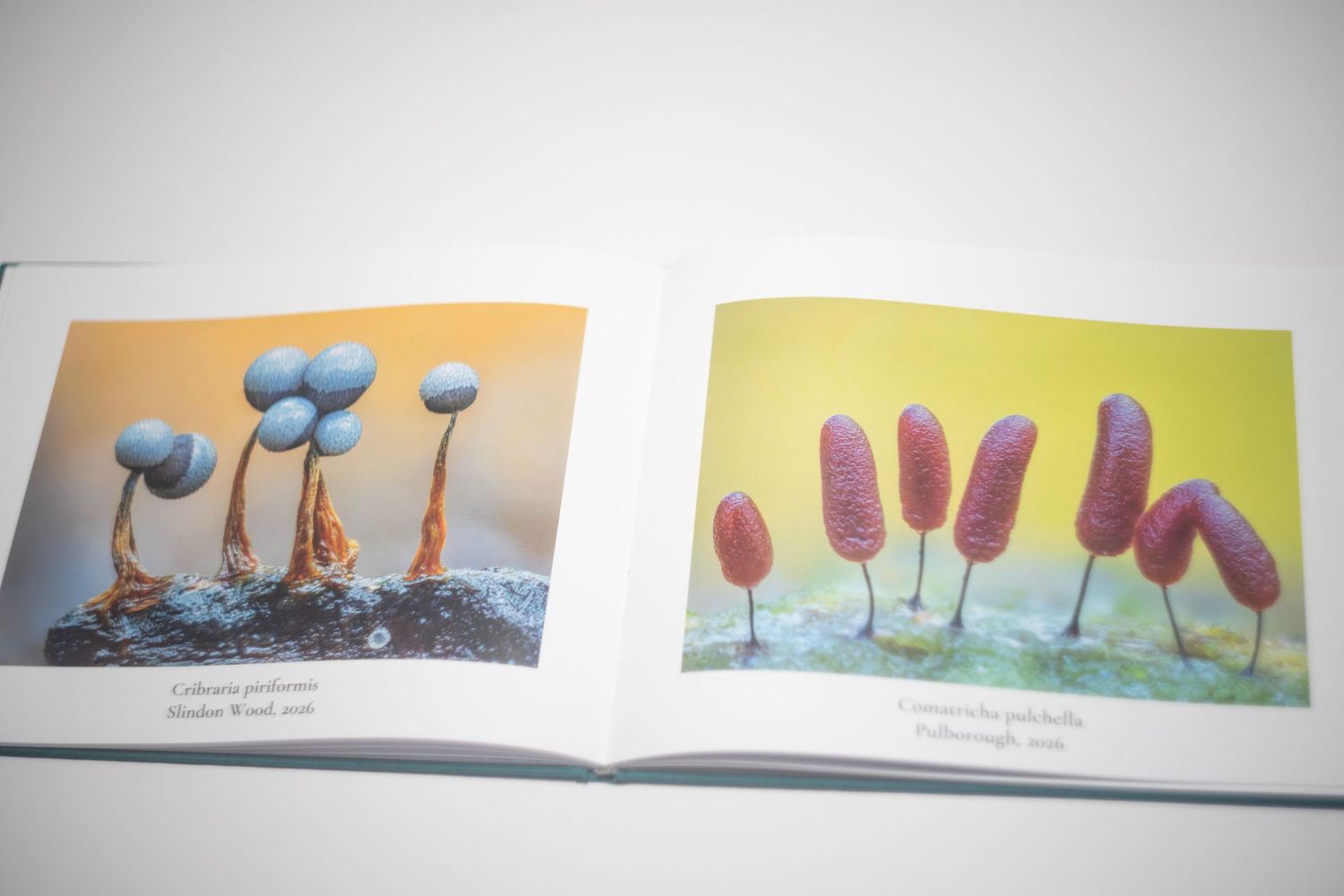 Open book displaying two macro photography prints of colorful fungi, featuring blue mushrooms and pink cylindrical fungi specimens.