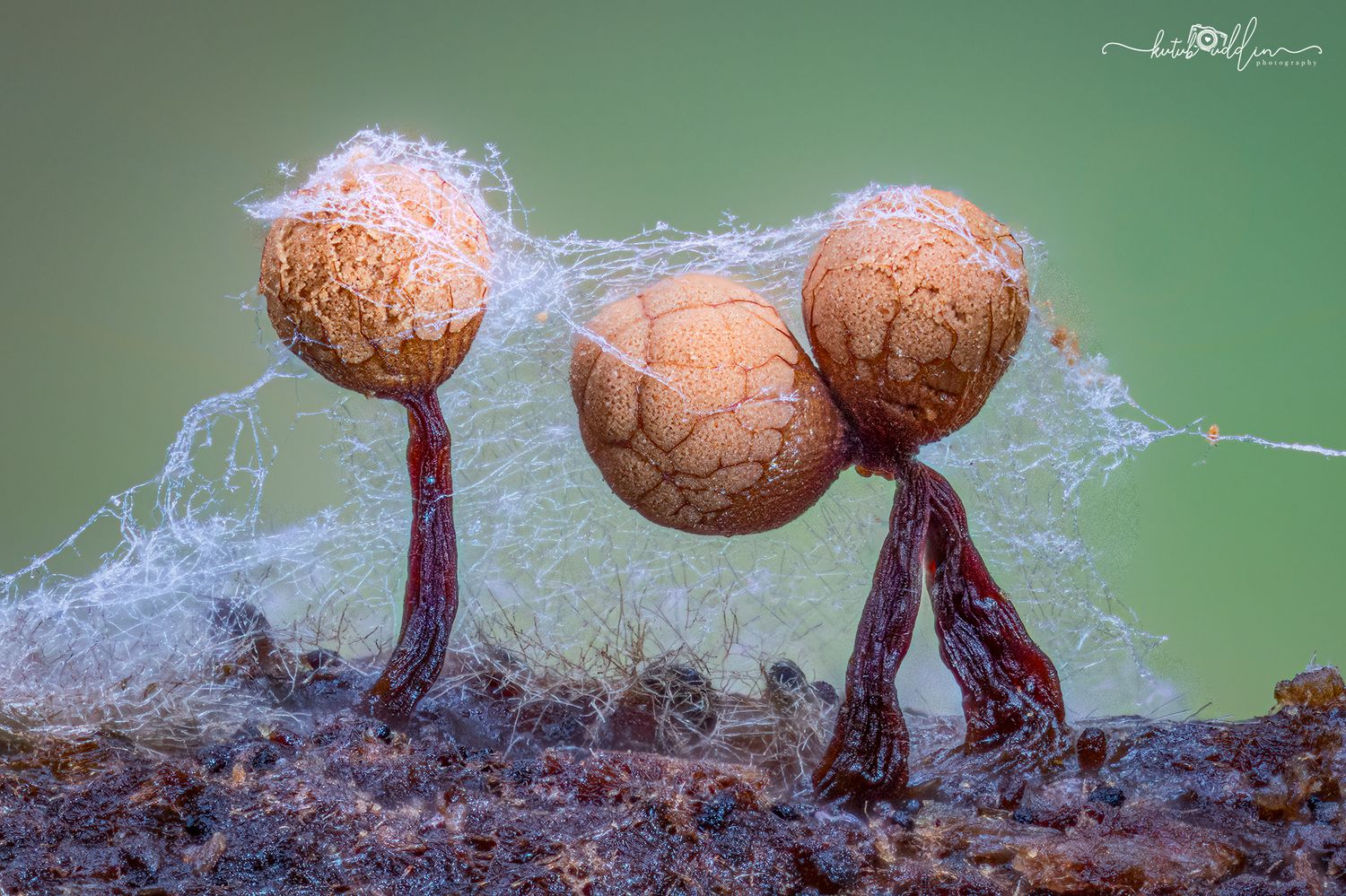 Close-up macro photo of three cracked brown mushrooms on red stems covered in delicate spider webs against green background.