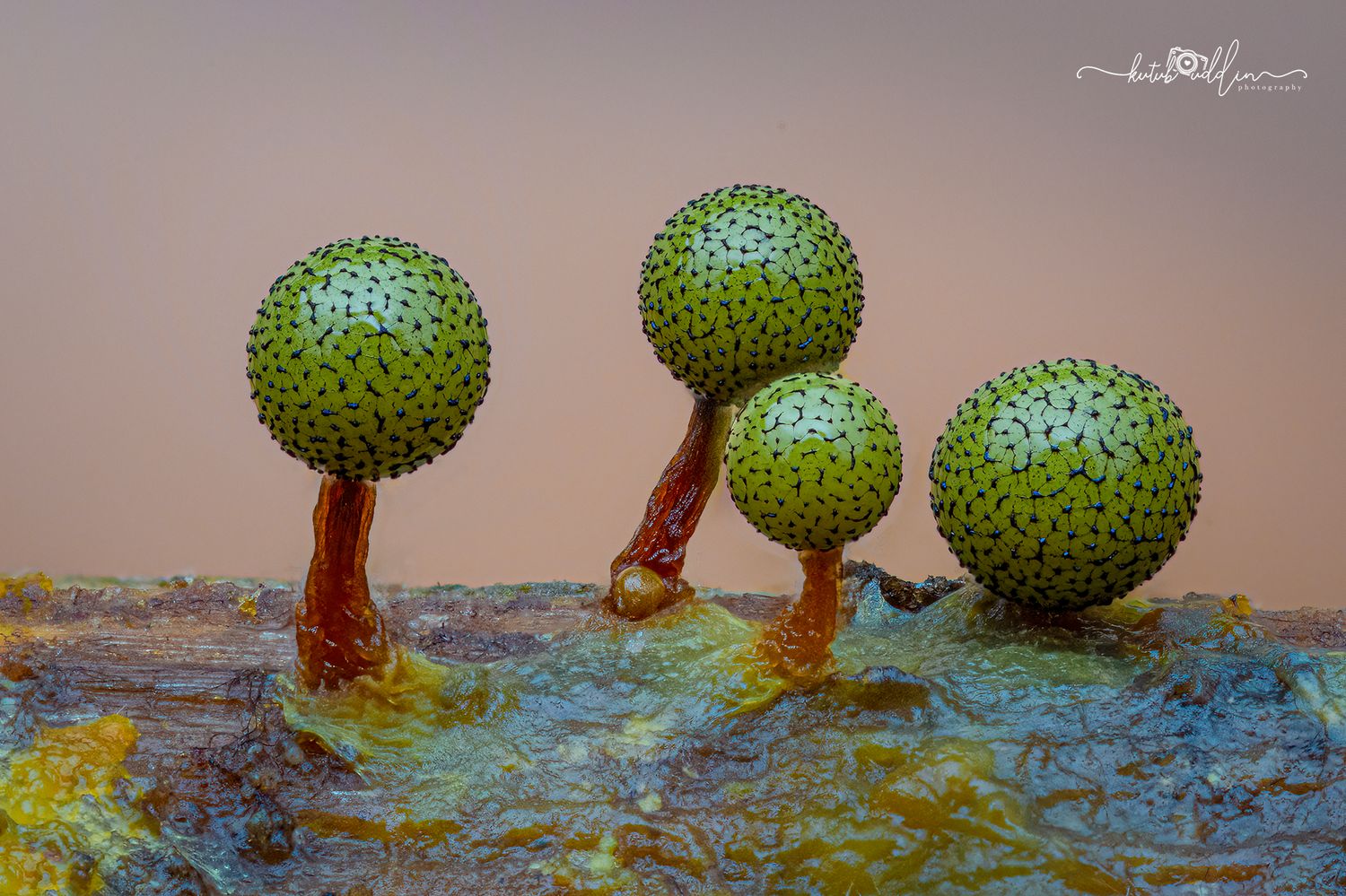 Macro photo of three green spiky slime mold sporangia on stalks against a warm pink background.
