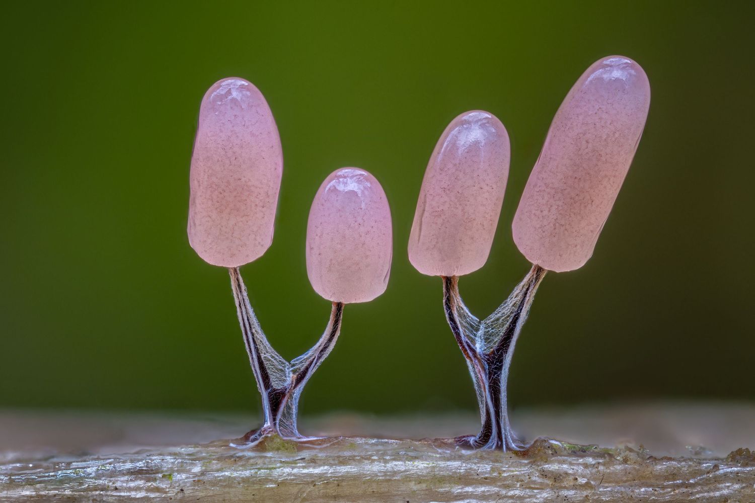 Kutub Uddin world’s  best slime molds, macro, fungi/mushroom photographer. join his photography workshops.  Online and on field workshops.