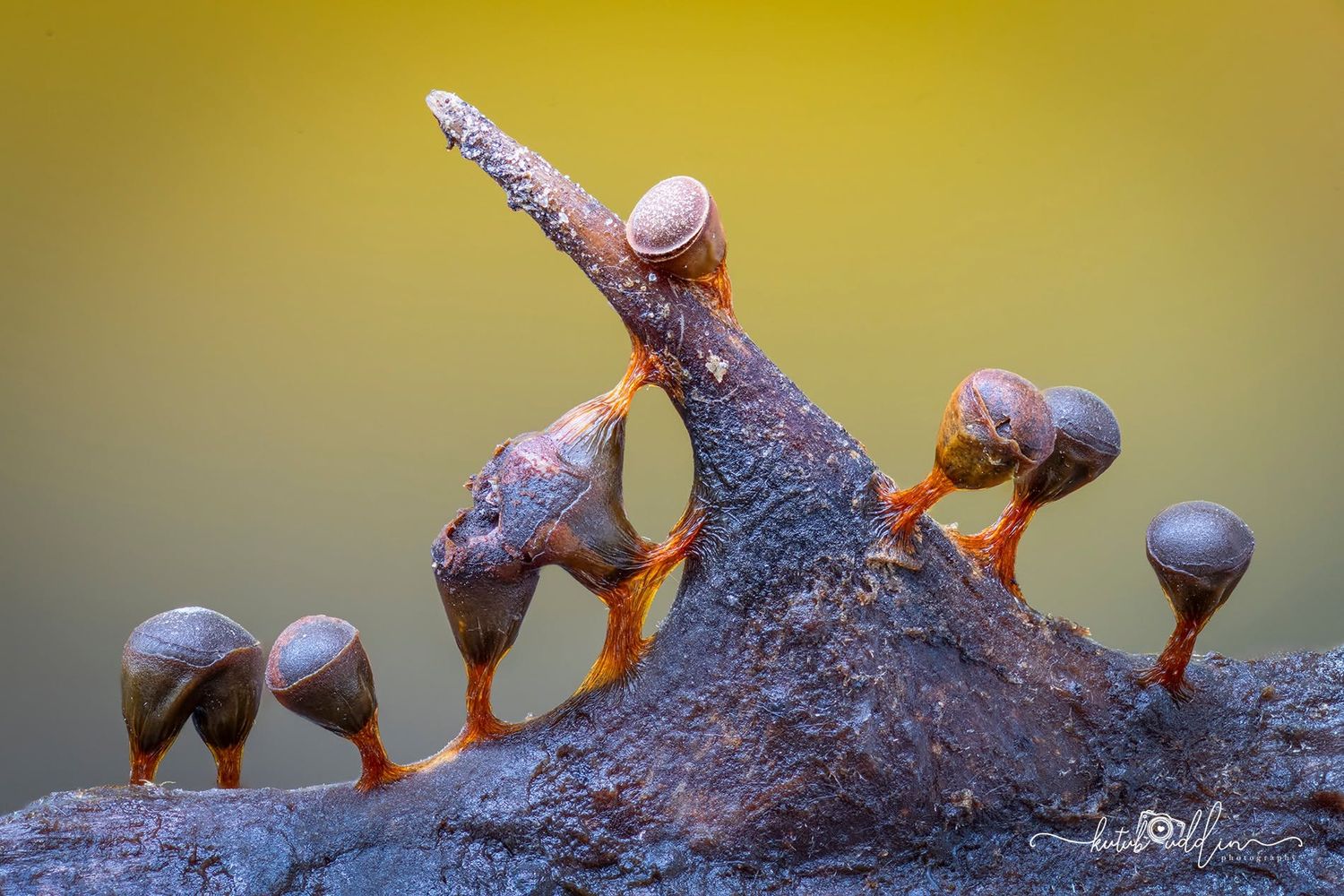 Macro photo of orange slime mold fruiting bodies on bark, set against a soft yellow-green bokeh background.