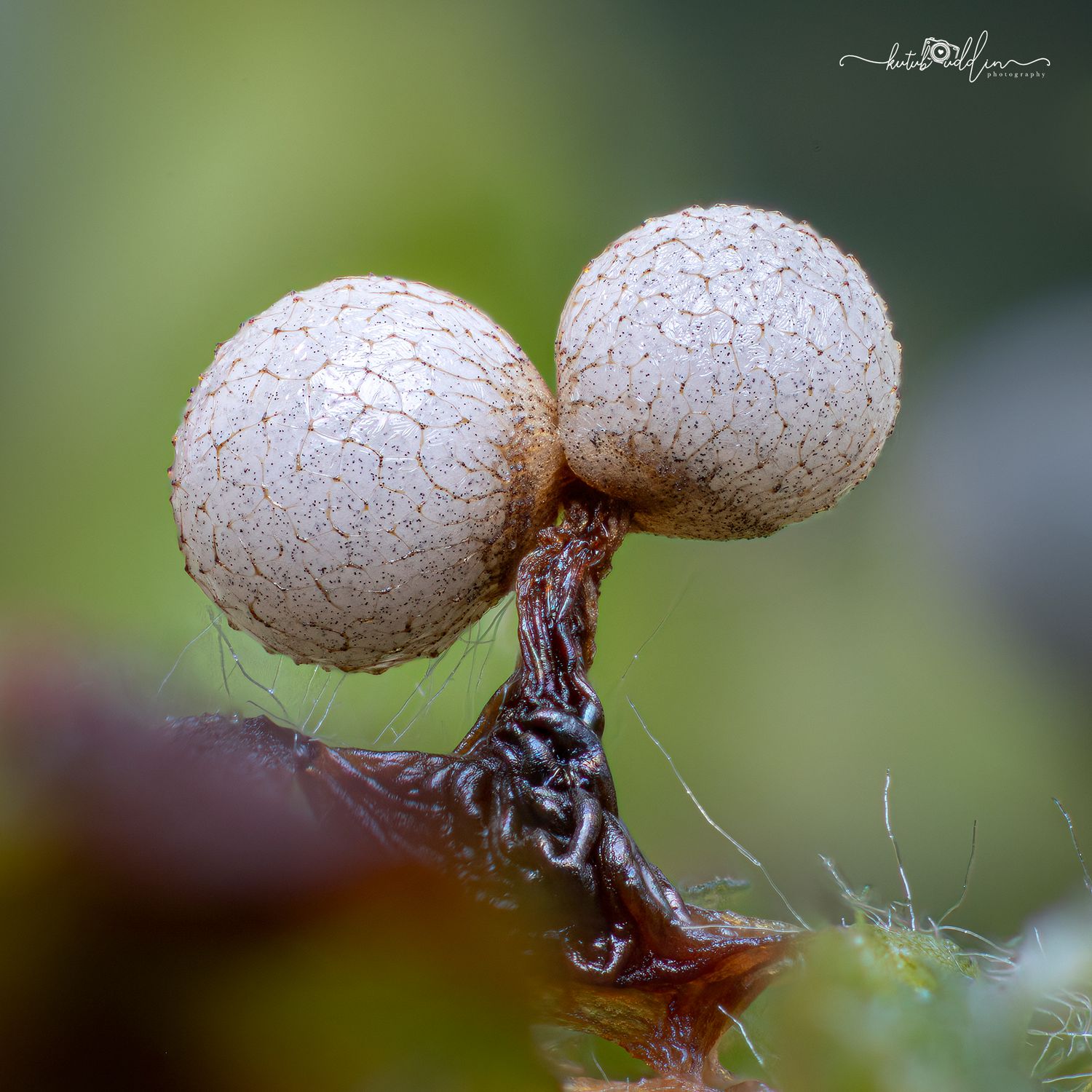 Two round white puffball fungi growing on a twisted dark stem among green leaves in a macro nature photo.