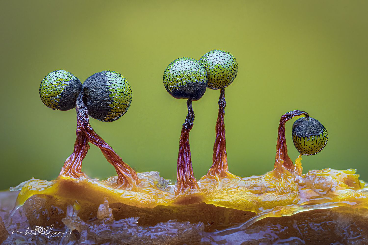 Macro photo of slime mold sporangia with green spore heads on red stalks against a blurred yellow-green background.