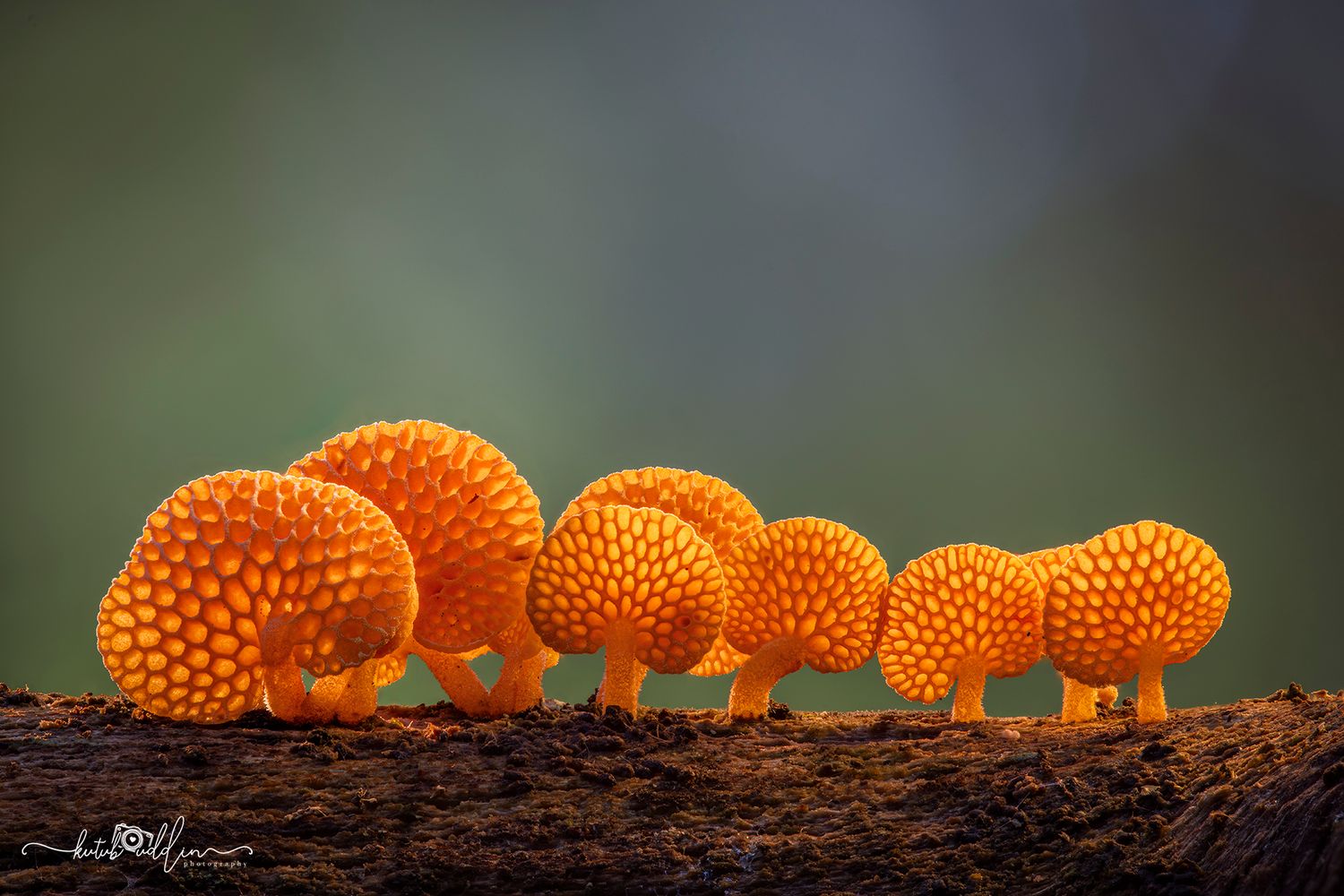 Vibrant orange textured mushrooms with bumpy caps growing in a row on a mossy log against a soft green background.