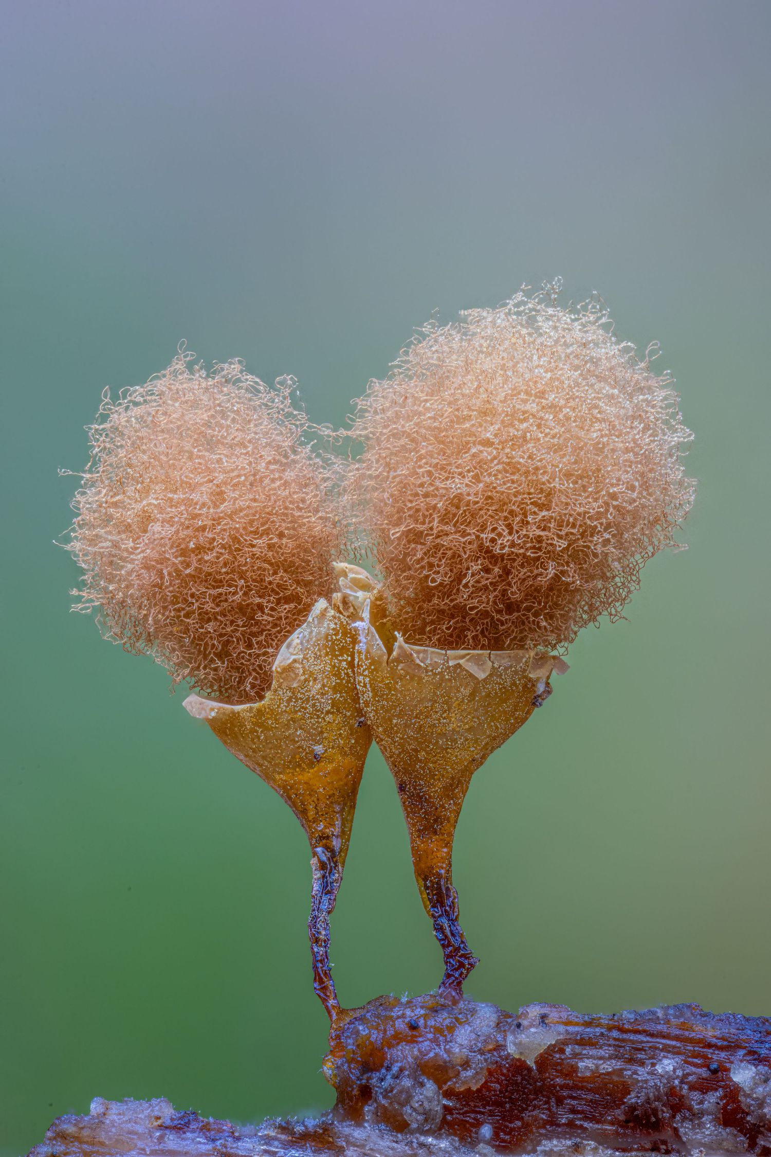 Kutub Uddin world’s  best slime molds, macro, fungi/mushroom photographer. join his photography workshops.  Online and on field workshops.