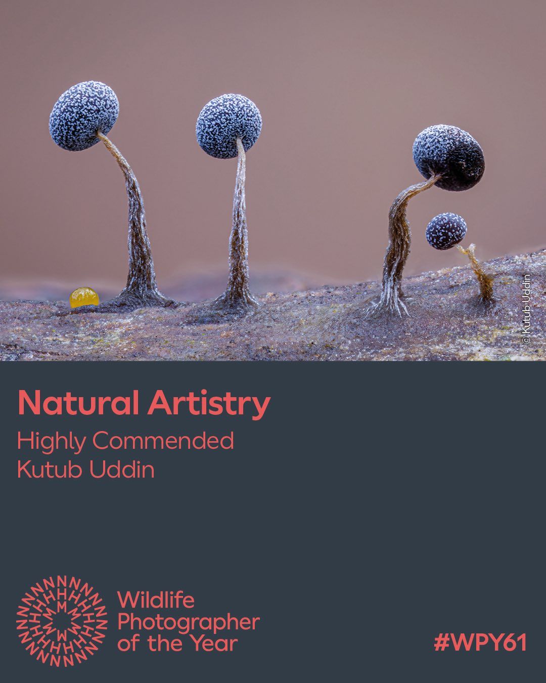 Highly Commended award in Natural Artistry category in the 61st Natural History Museum Wildlife Photographer of the Year competition.