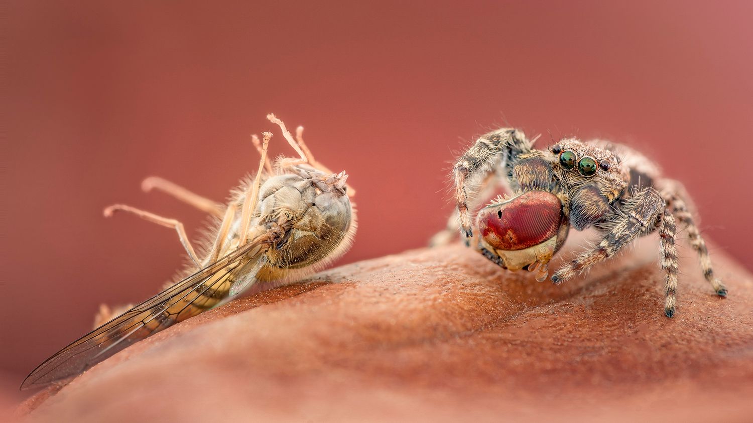 Kutub Uddin world’s  best slime molds, macro, fungi/mushroom photographer. join his photography workshops.  Online and on field workshops.