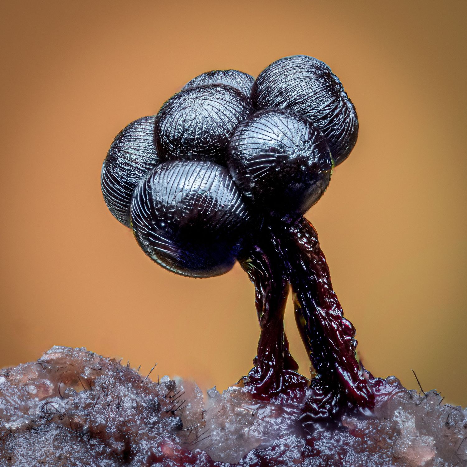 Kutub Uddin world’s  best slime molds, macro, fungi/mushroom photographer. join his photography workshops.  Online and on field workshops.