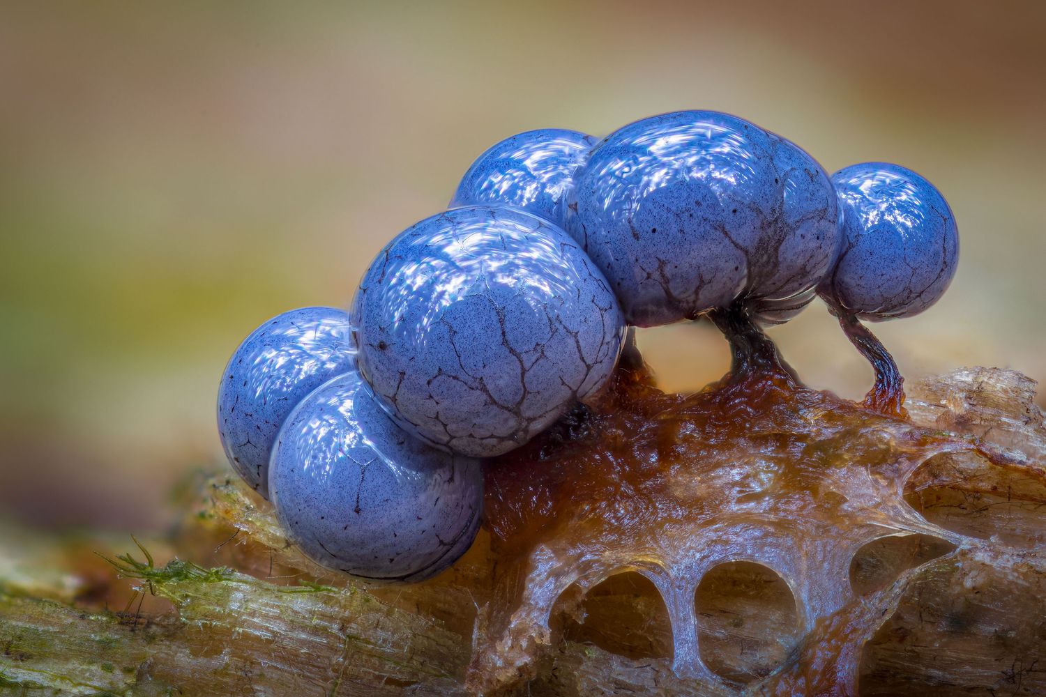 Kutub Uddin world’s  best slime molds, macro, fungi/mushroom photographer. join his photography workshops.  Online and on field workshops.