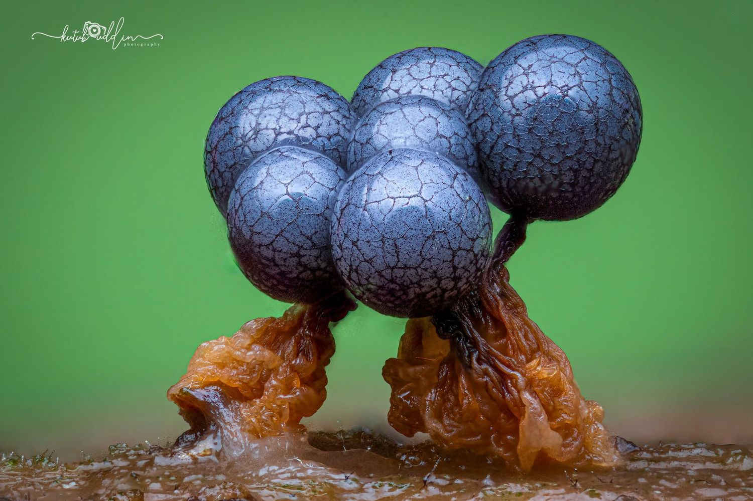 Macro photo of dark blue spherical slime mold fruiting bodies with cracked texture on orange stalks against green background.