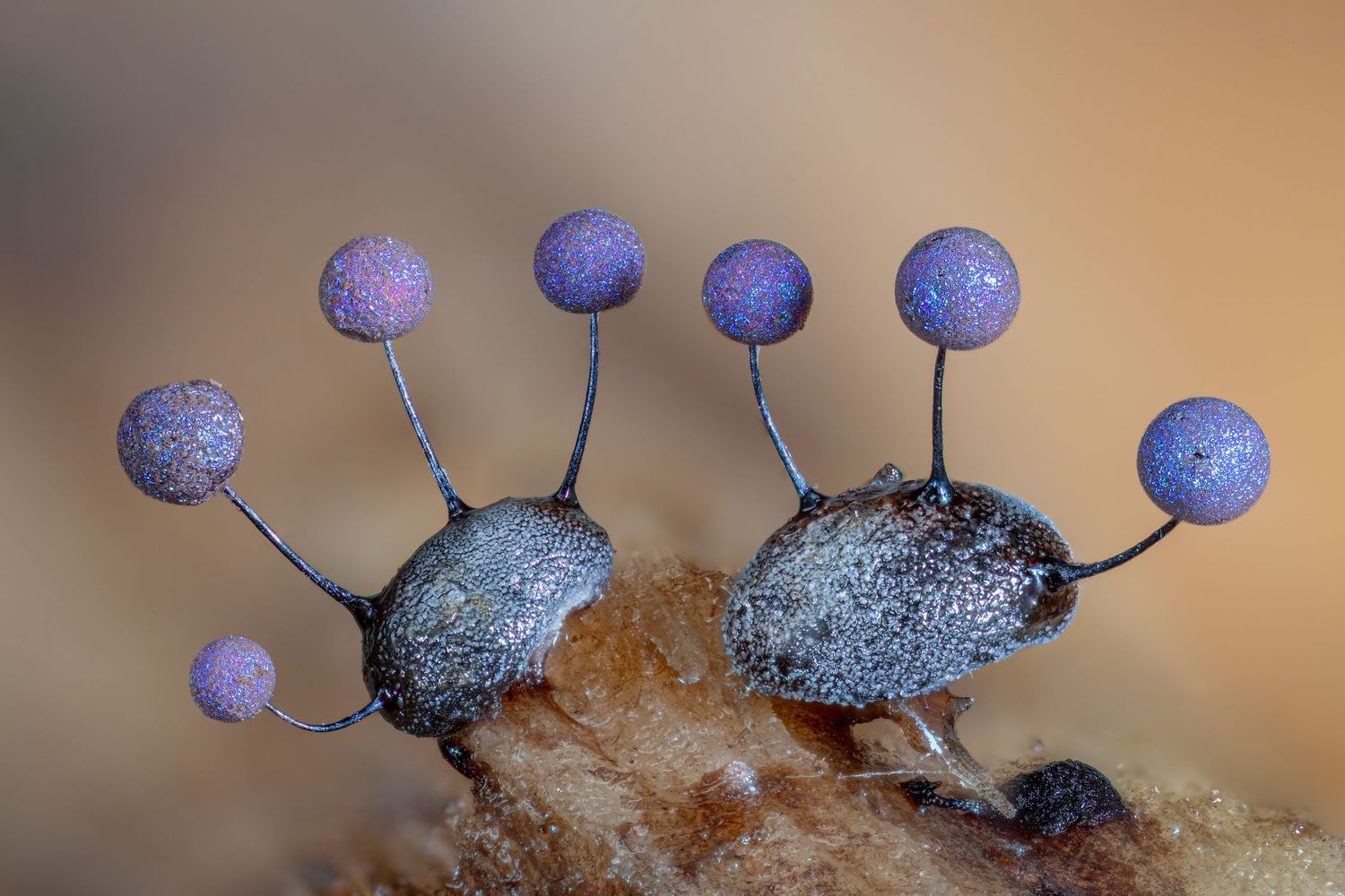 Close-up macro photo of Stemonitis slime mold with purple spherical spore heads on thin dark stalks.