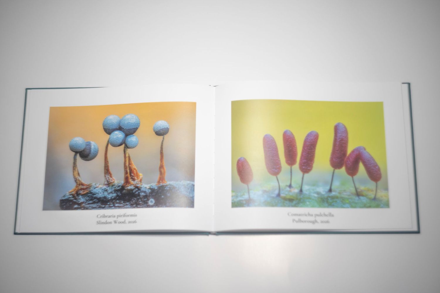 Open art book displaying two macro photographs of colorful slime mold specimens on orange and yellow backgrounds.