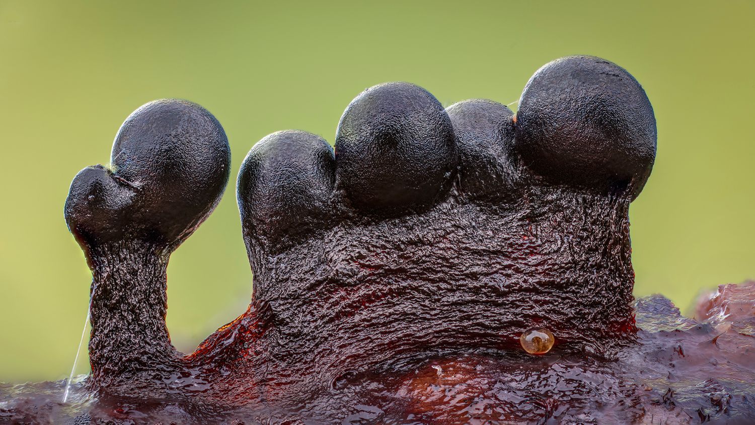 Kutub Uddin world’s  best slime molds, macro, fungi/mushroom photographer. join his photography workshops.  Online and on field workshops.