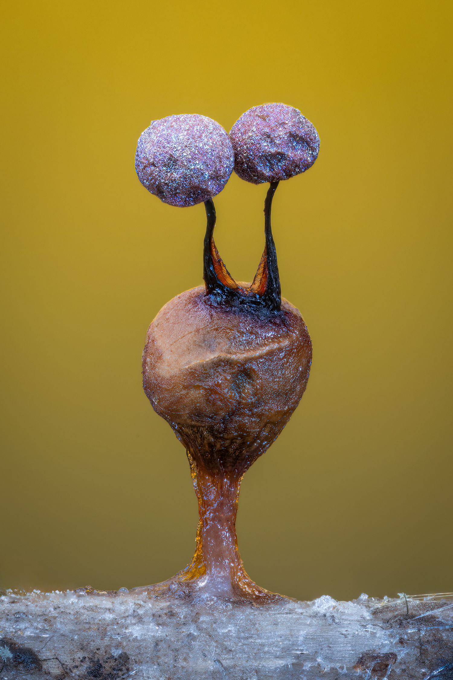 Macro photo of a slime mold with two purple spherical heads on dark stalks rising from a brown base against yellow background.