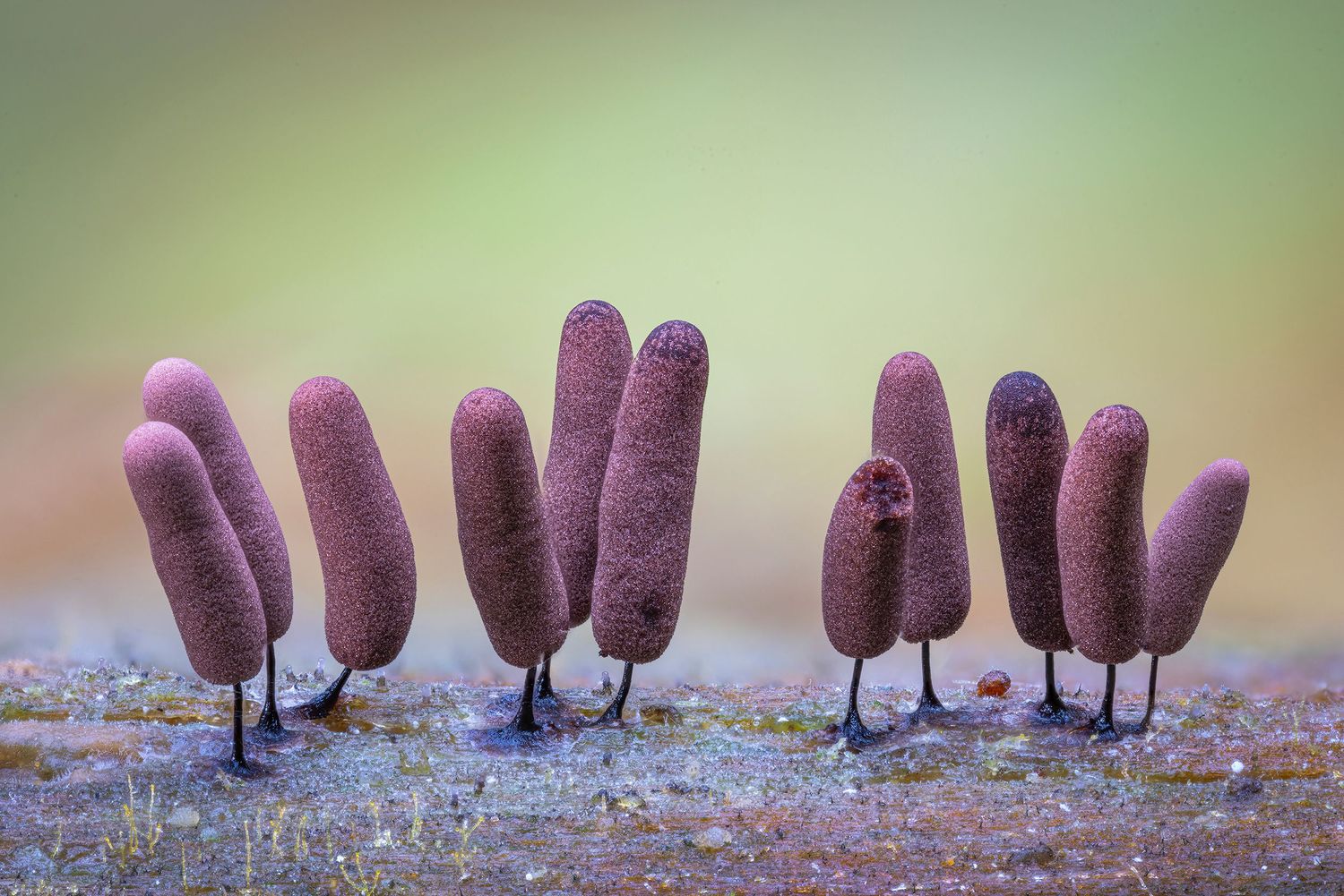 Kutub Uddin world’s  best slime molds, macro, fungi/mushroom photographer. join his photography workshops. Online and on field workshops.