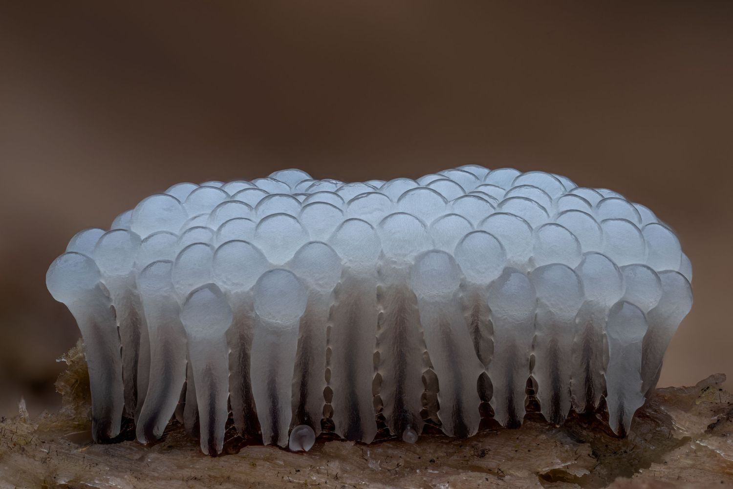 Kutub Uddin world’s  best slime molds, macro, fungi/mushroom photographer. join his photography workshops.  Online and on field workshops.