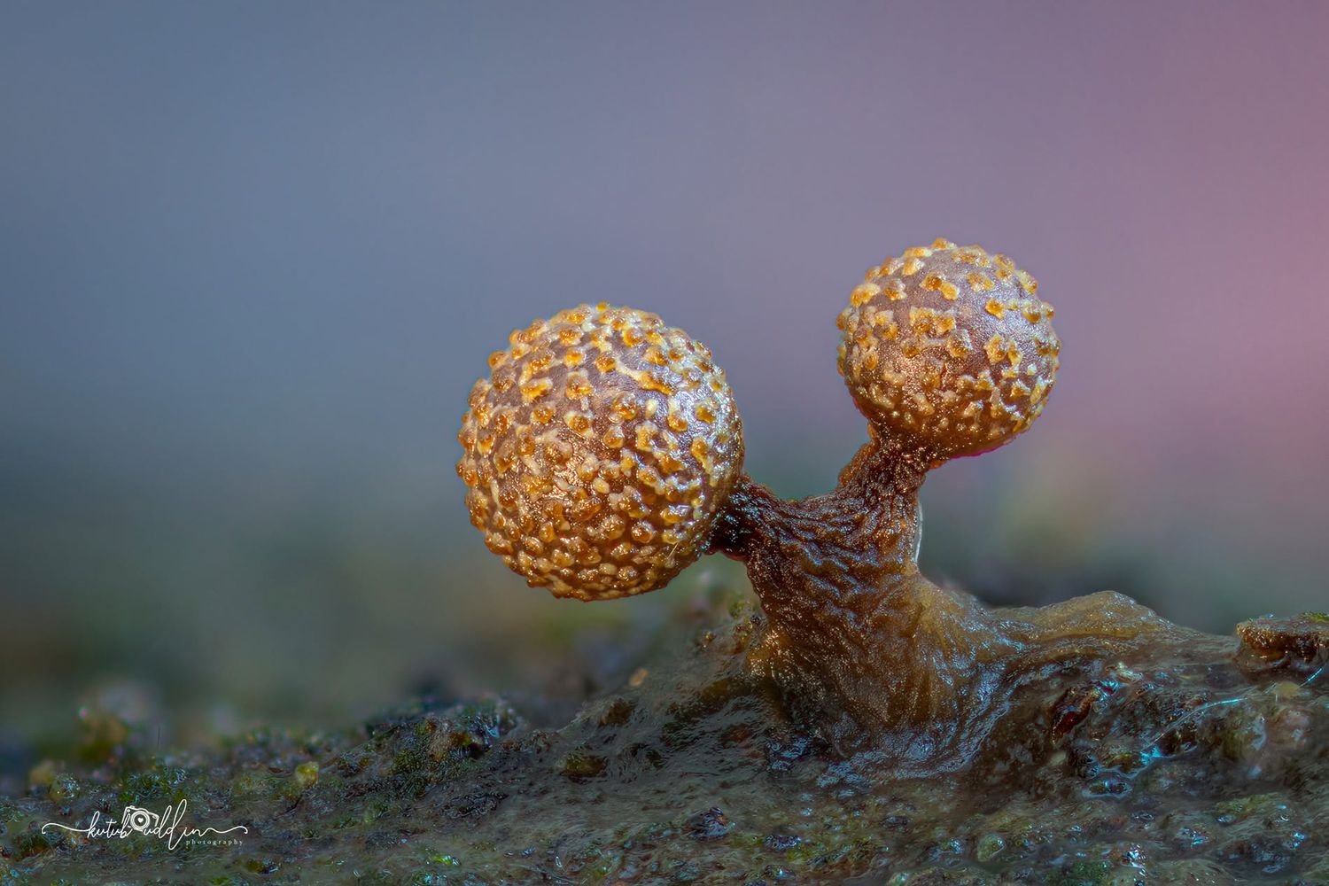 Two round golden slime mold fruiting bodies on branching stalks with pink-blue bokeh background.
