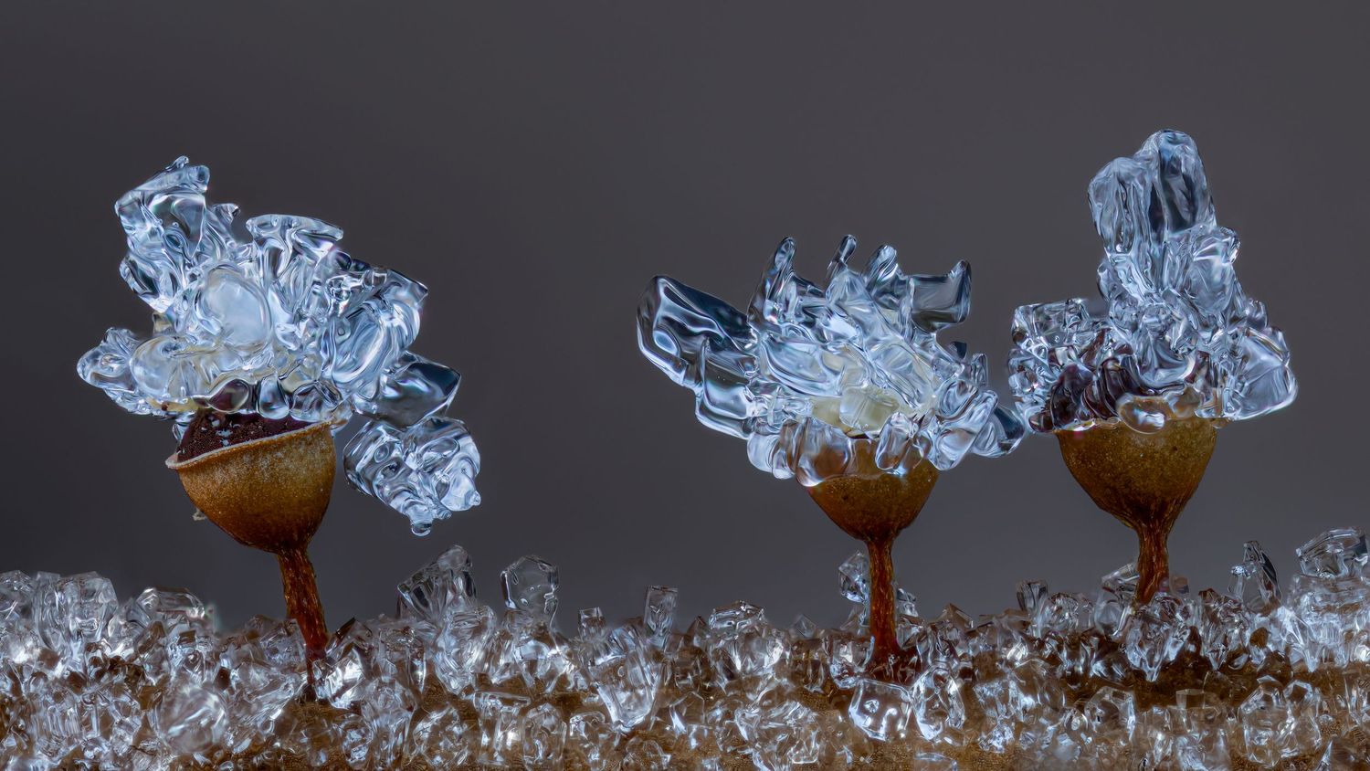 Three ice crystal formations blooming atop rust-colored stalks against a gray background.