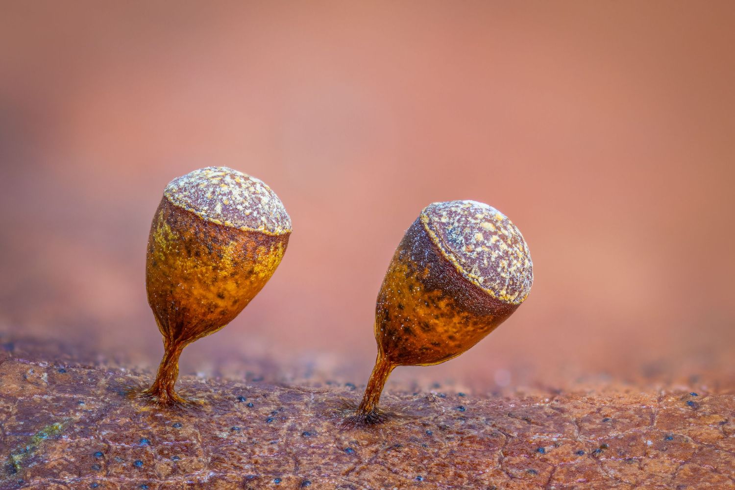 Kutub Uddin world’s  best slime molds, macro, fungi/mushroom photographer. join his photography workshops.  Online and on field workshops.