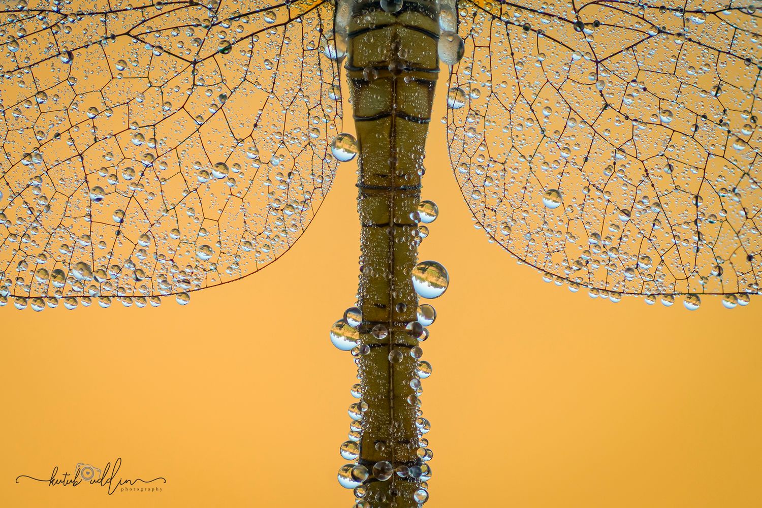 Dragonfly picture with dew drops. kutub uddin Worlds best slime molds photographer.  Online and on field workshops.