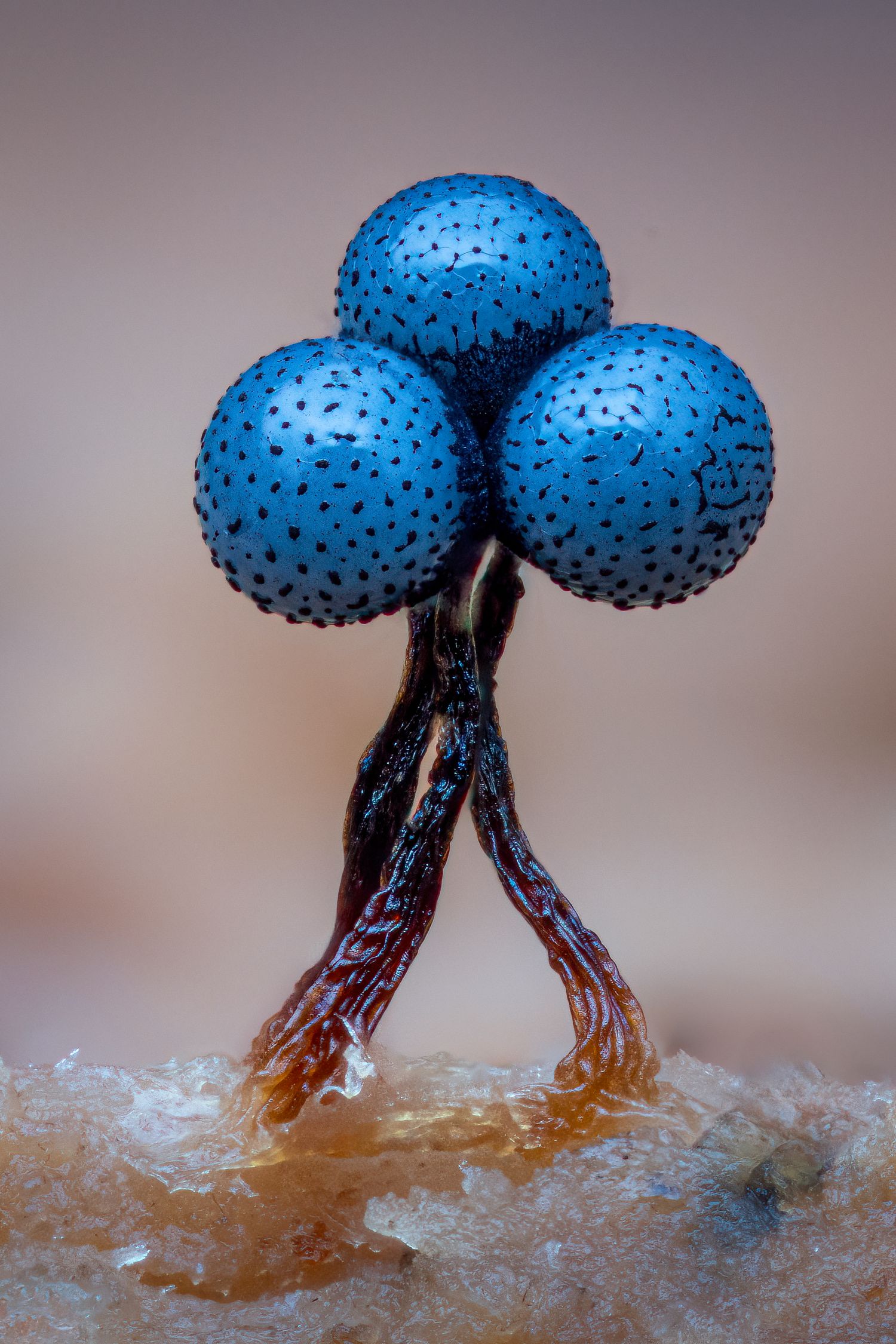 Kutub Uddin world’s  best slime molds, macro, fungi/mushroom photographer. join his photography workshops.  Online and on field workshops.