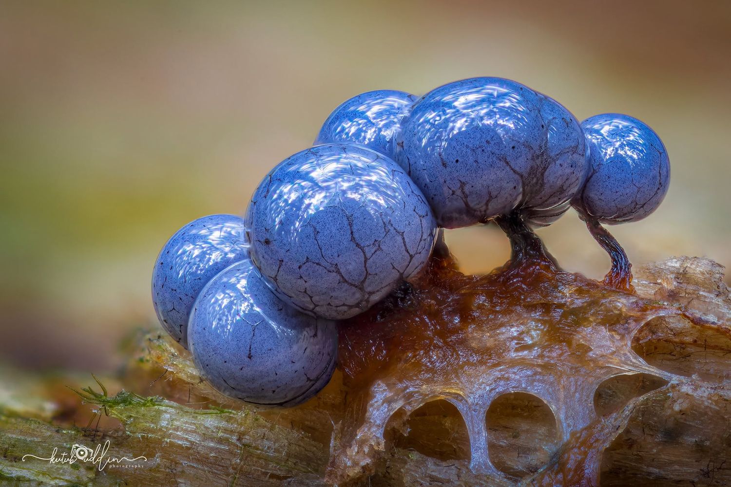 Close-up macro photo of blue slime mold with glossy spherical clusters growing on decaying wood.