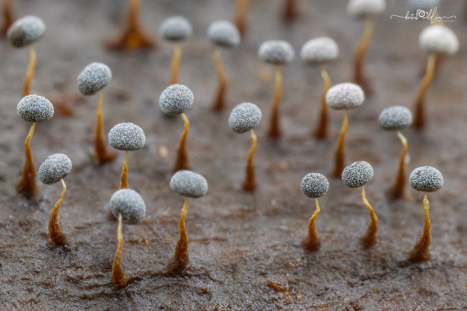 Tiny gray-capped mushrooms with slender brown stems growing densely on a dark surface in a macro nature photograph.