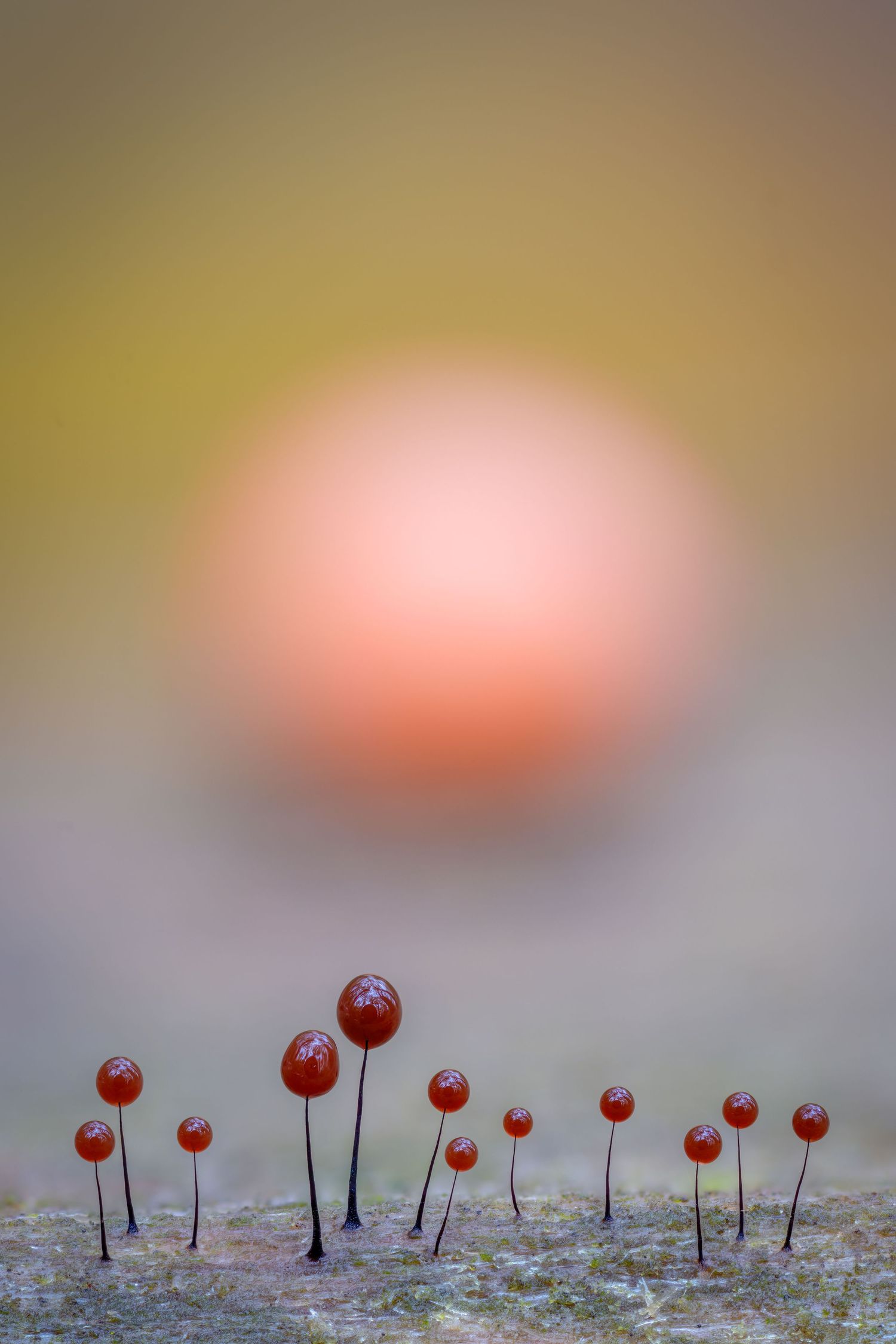 Kutub Uddin world’s  best slime molds, macro, fungi/mushroom photographer. join his photography workshops.  Online and on field workshops.